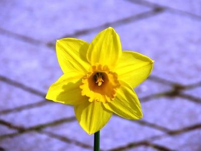Narcissus flower - Nature - Budapest-stock-foto