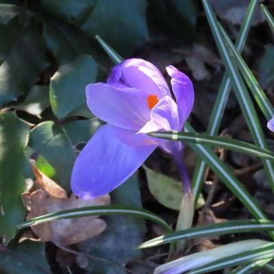 Violet - Nature - Spring awekening - Hungary-stock-photo