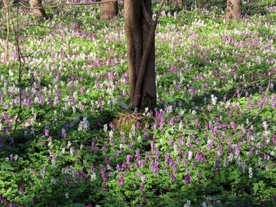Wild kelt - Florest blooming - Hungary - Nature-stock-photo