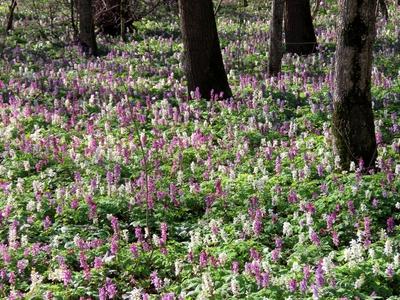 Nature - Wild kelt - Flower - Forest - Hungary-stock-photo