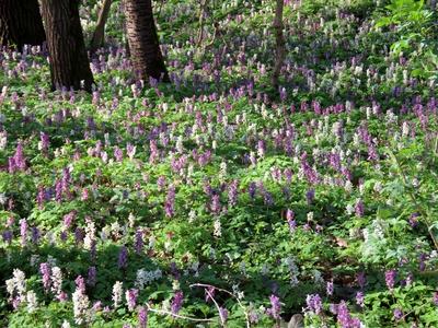 Wild kelt - Flowers - Forest - Nature - Hungary-stock-photo