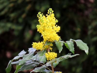 Spring on Margaret Island. - Flowering bush. - Nature-stock-foto