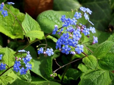Spring flowers on Margitsziget - Nature-stock-foto