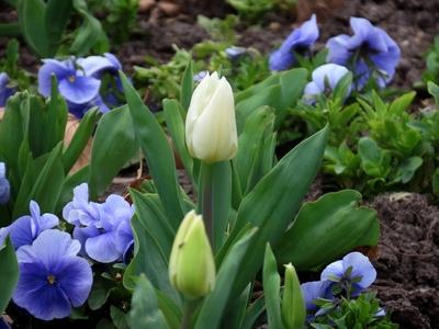White tulip - Nature - Budapest - Spring-stock-foto