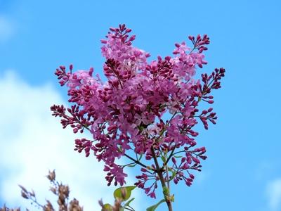 Lilac blooming in March - Nature - Budapest-stock-foto