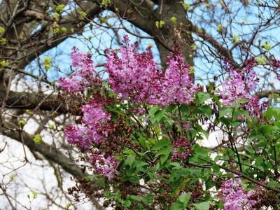 Lilac blloming in March - Spring - Nature - Budapest-stock-foto