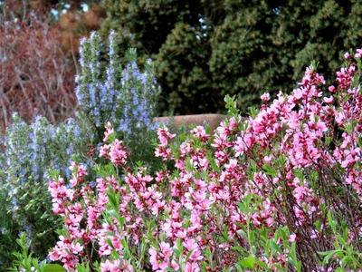 Spring flowers on Margaret Island - Nature - Budapest-stock-photo