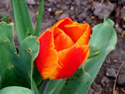 Tulip - Margaret Island - Budapest - Nature - Spring-stock-foto