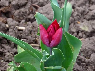 Tulip - Nature - Margaret Island - Budapest - Spring-stock-foto