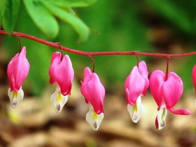 Bellflower - Nature - Székesfehérvár - Hungary-stock-foto