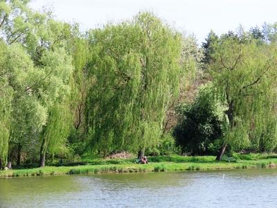 Lake of Majk - Hungary - Nature - Environment-stock-photo