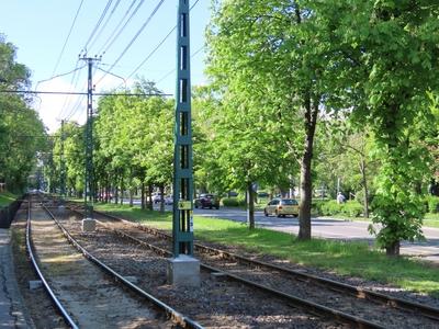 The Erzsébet Szilágy tree line - Budapest - Environment-stock-photo