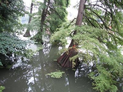 Swamp cypress trees in Holt-Körös near Szarvas - Hungary - Nature-stock-foto