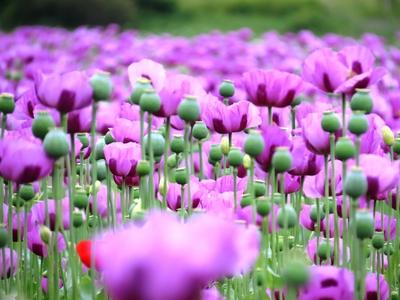 Purple poppy flower and green poppy tuber - Gönc - Hungary - Nature - Agriculture-stock-foto