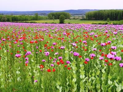 Poppy field with wild poppies on the border of Gönc - Hungary - Agriculture - Nature-stock-foto