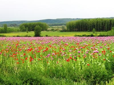 Poppy field with wild poppies on the border of Gön - Hungary - Nature - Agriculture.-stock-foto