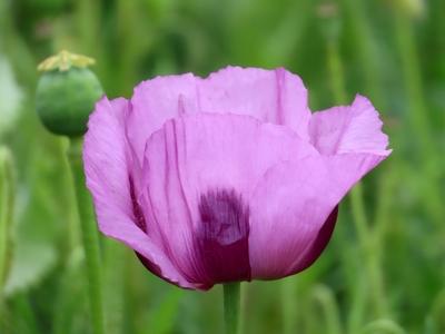 Poppy flower and poppy tuber in a poppy field - Gönc - Hungary - Nature - Agriculture-stock-foto