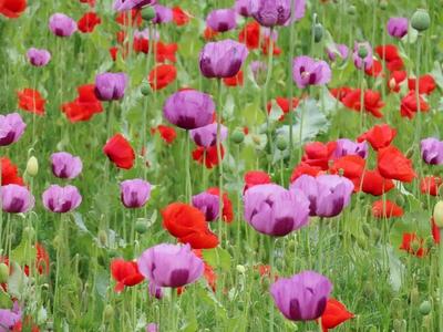 Purple poppies and red wild poppies - Gönc - Hungary - Agriculture - Nature-stock-foto