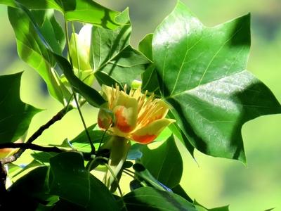 The flower of an American tulip tree - Füzérradvány - Nature - Hungary-stock-foto