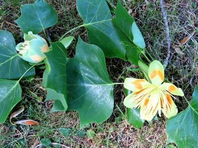 The flower of an American tulip tree - Füzérradvány - Hungary - Nature-stock-foto