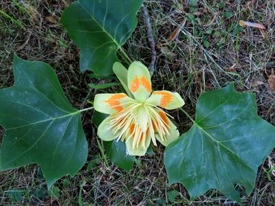 The flower of an American tulip tree - Füzérradvány - Hungary - Nature-stock-foto