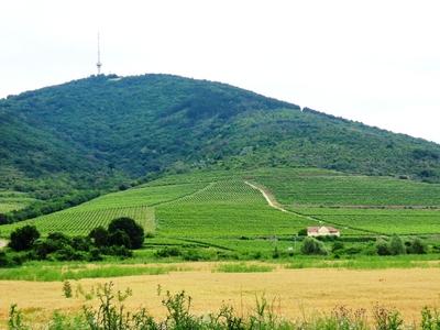 Tokaj - vineyards - Hungary - Tokaj wine-stock-foto