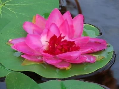 Water lily - Japanese garden - Budapest - Margaret Island-stock-foto