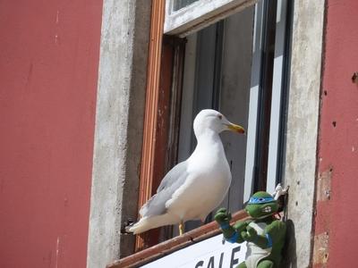 A seagull waiting for a meal in the window of a house in Porto - Portugal-stock-foto