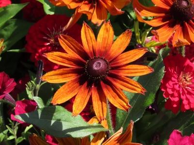 Summer - Flowers in Margaret Island - Budapest-stock-foto