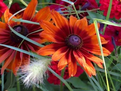 Summer - Budapest - Flowers on Margaret Island-stock-foto