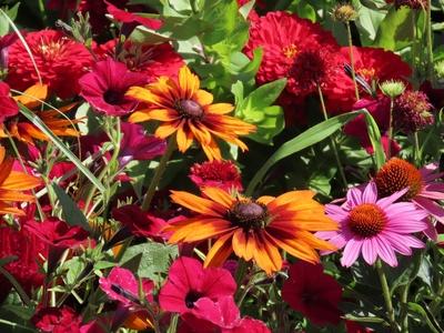 Nature - A flood of summer flowers on Margaret Island - Budapest-stock-foto