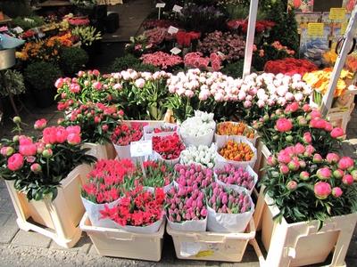 Tulips in Amsterdam Flower Market-stock-foto