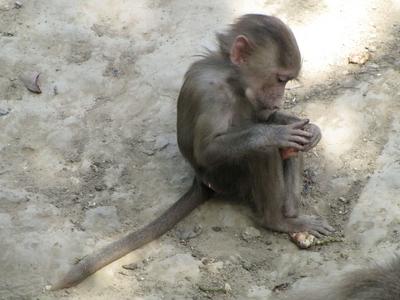 Monkey puppy - Animal - Hungary-stock-foto