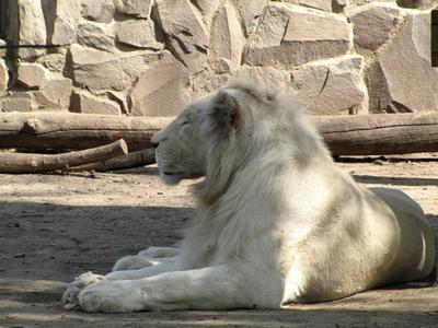 White lion - Animal - Hungary-stock-foto