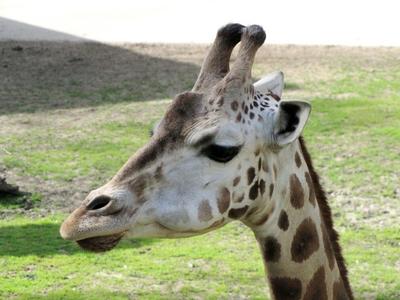 Giraffe - Animal - Hungary-stock-foto