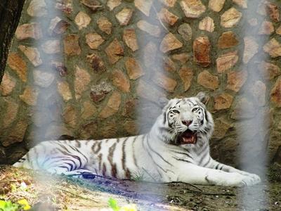 White tiger - Animal - Hungary-stock-foto