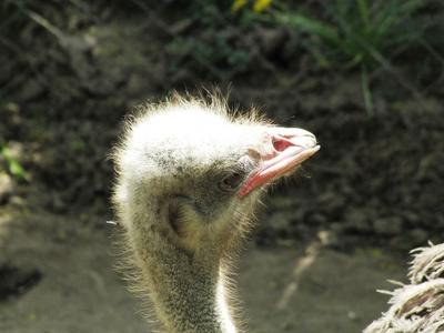 Ostrich - Animal - Hungary-stock-foto