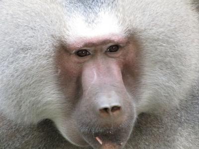 Collared babbon - Animal - Hungary-stock-foto