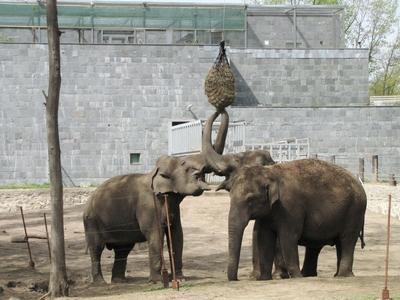 Elephants - Animals - Hungary-stock-foto