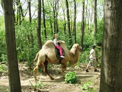 Camel ztravel - Zoo - Hungary-stock-foto