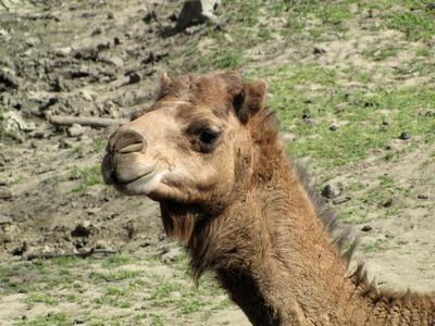 Camel - Animal - Hungary-stock-foto