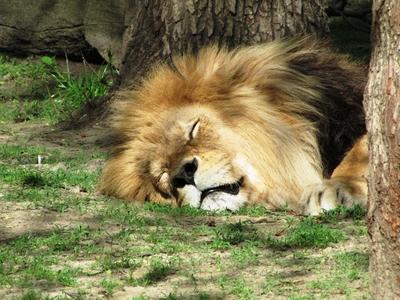 Sleeping lion - Animal - Hungary-stock-foto