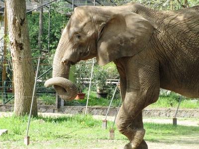 Elephant - Animal - Hungary-stock-foto