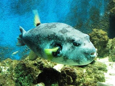 Giant perch - Animal - Hungary-stock-foto