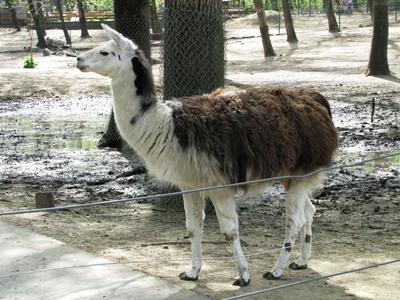 Alpacca - Llama - Animal - Hungary-stock-foto