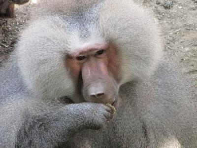 Collared babbon - Animal - Hungary-stock-foto
