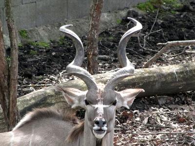 Antelop - Animal - Hungary-stock-foto