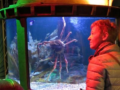 Berlin, 24 March 2018Giant sea spider in Aquadom aquarium.?ri?s tengeri p?k az Aqua Dom akv?riumban.-stock-foto