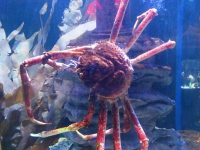 Berlin, 24 March 2018Giant sea spider in Aquadom aquarium.?ri?s tengeri p?k az Aqua Dom akv?riumban.-stock-foto