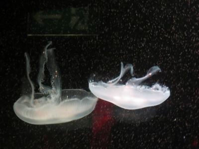 Berlin, 24 March 2018Jellyfish in Aqua Dom aquarium.Meduz?k az Aqua Dom akv?riumban.-stock-foto